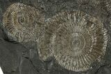 Fossil Ammonite (Dactylioceras) Cluster - Posidonia Shale, Germany #304984-1